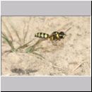 Cerceris arenaria - Sandknotenwespe w14 12mm.jpg